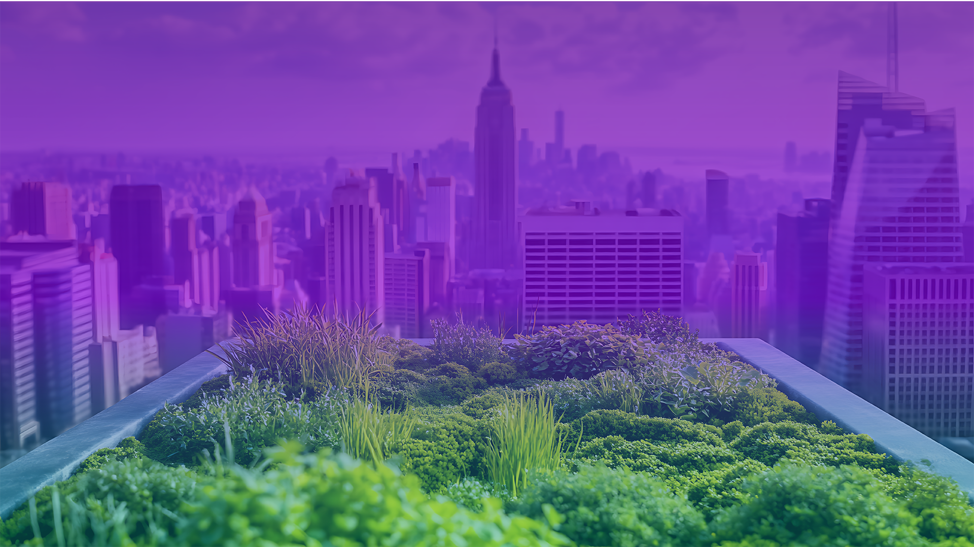 NYC Skyline with purple overlay atop building with foliage