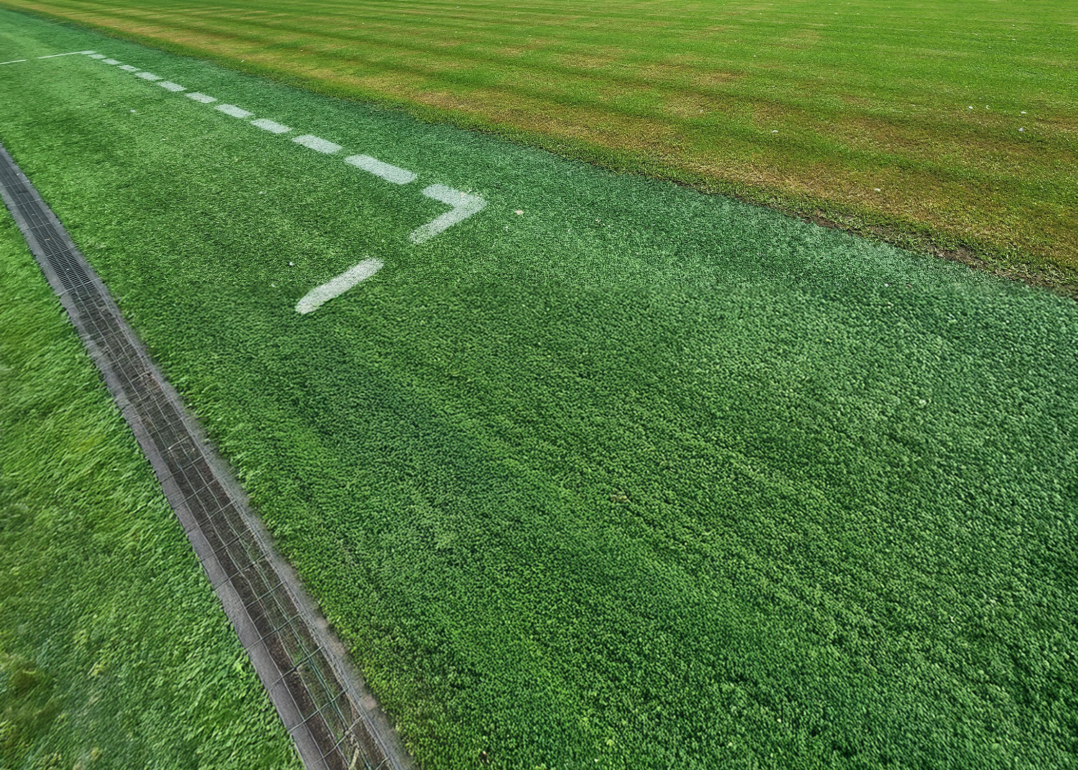 A green field.